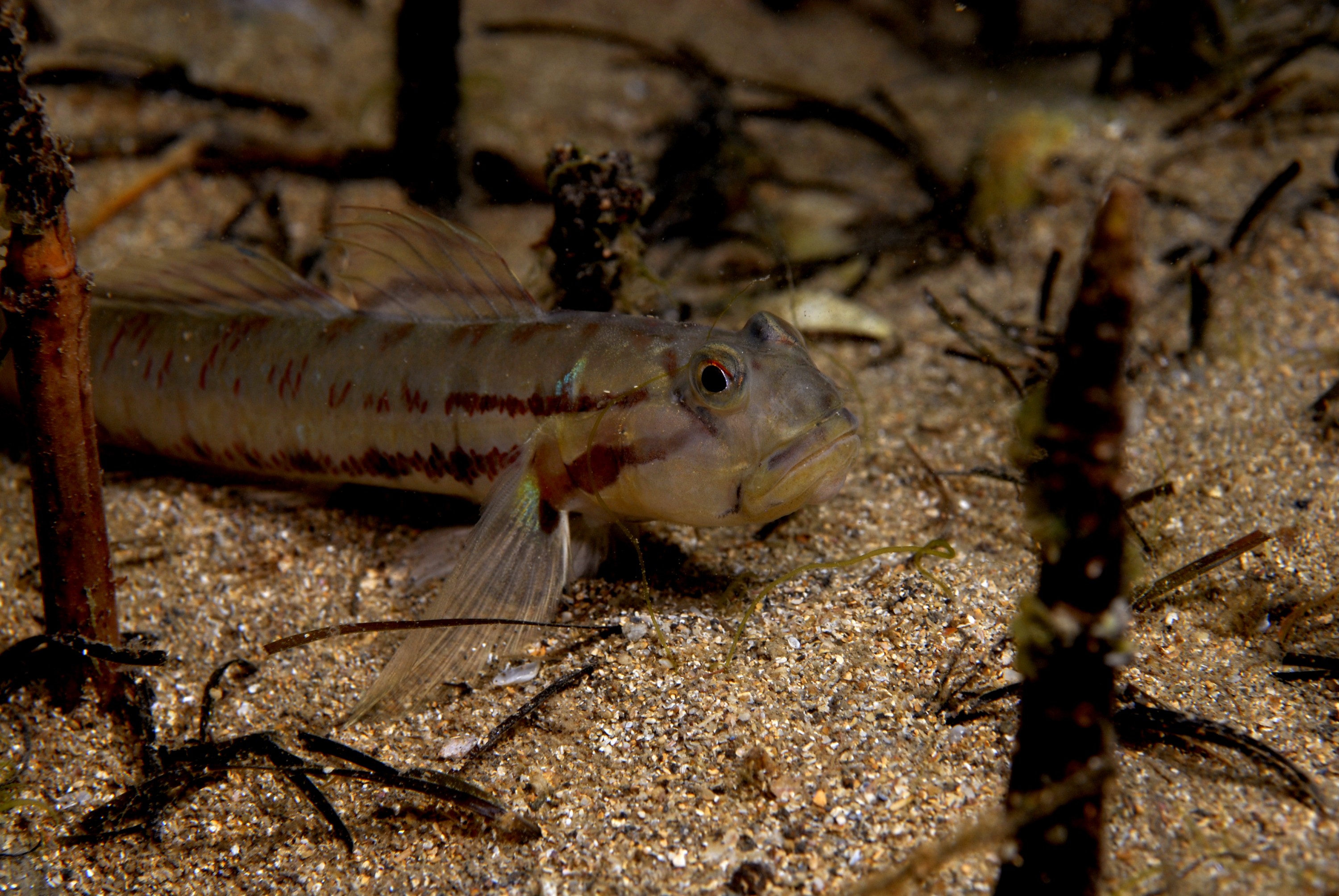 _JFG5370 – crispin, nz, new, zealand, new zealand, aug16_cm, Australian, bridled, goby, Arenigobius, bifrenatus, introduced, pest,